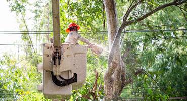 Tree Services